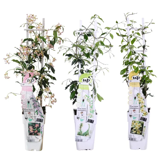 green-guardia-trachelospermum-sternjasmin-kletterpflanze-3er-set image 1