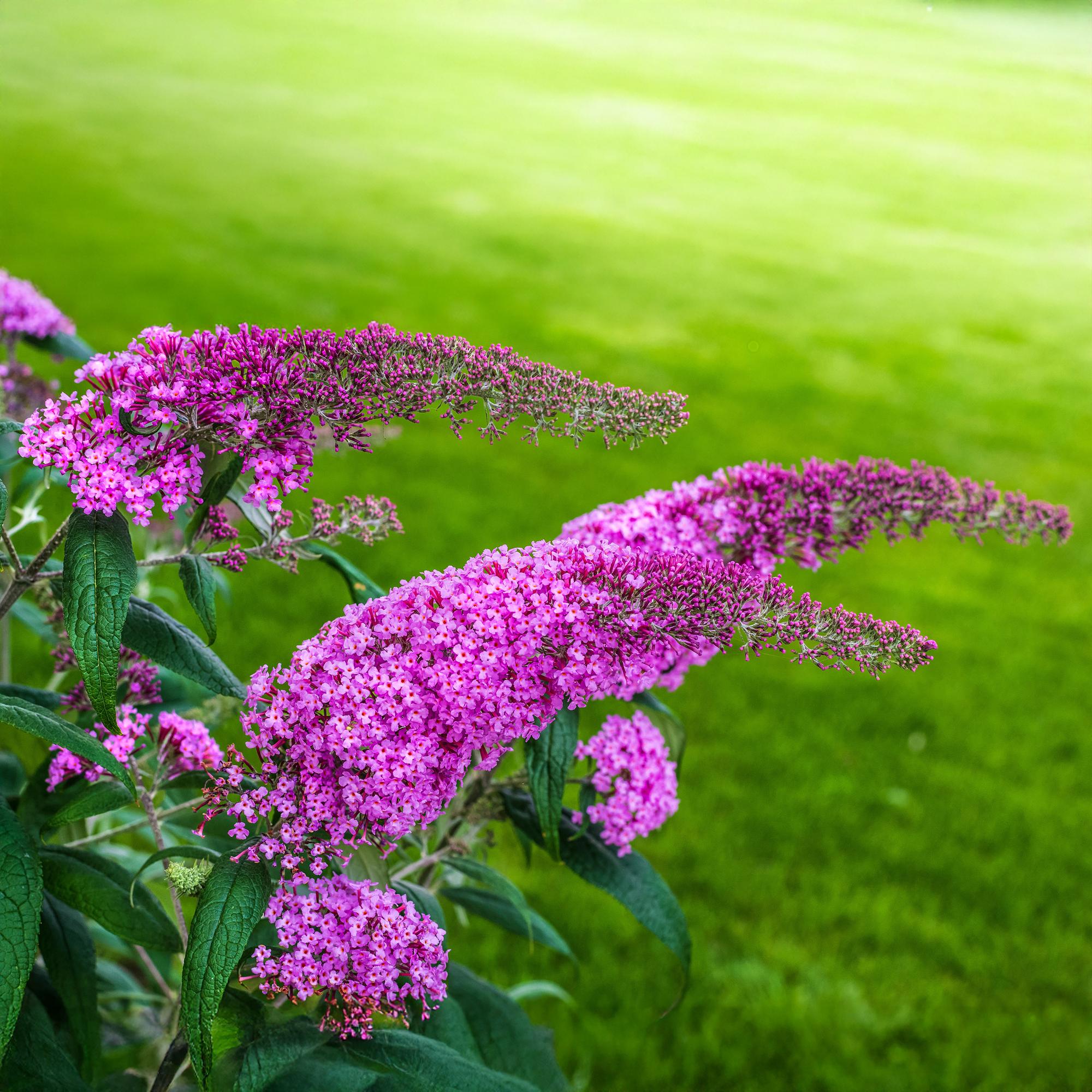 green-guardia-buddleja-pink-delight-schmetterlingsstrauch-25-cm image 4