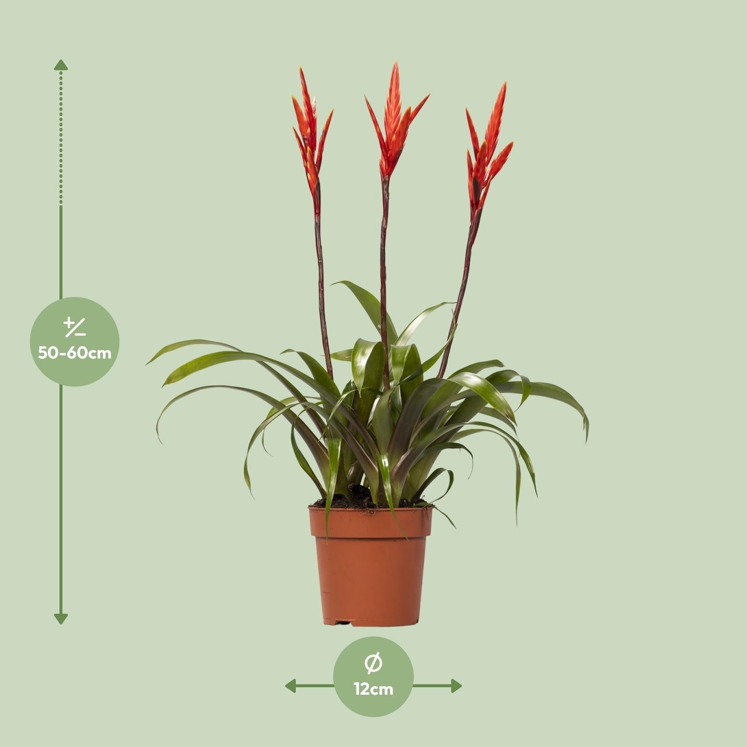 green-guardia-vriesea-elan-toef-flammendes-schwert-12-cm-topf image 2