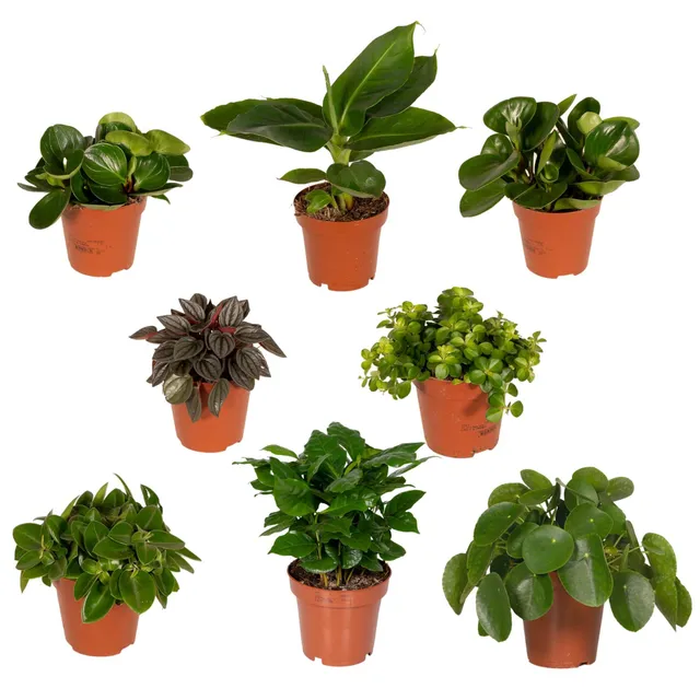 green-guardia-unsere-pflanzen-berraschungsbox-zimmerpflanzen-5er-set image 1