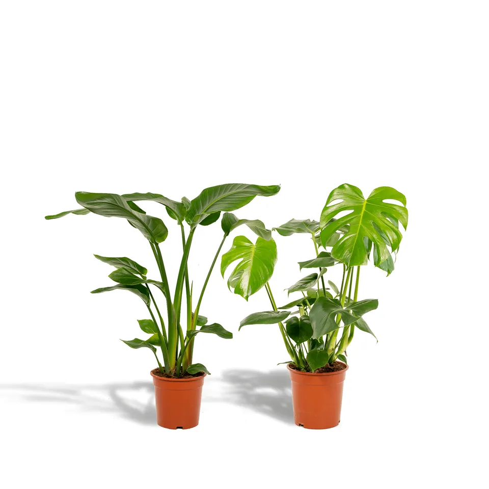 green-guardia-unsere-pflanzen-monstera-strelitzia-zimmerpflanzen-2x image 1
