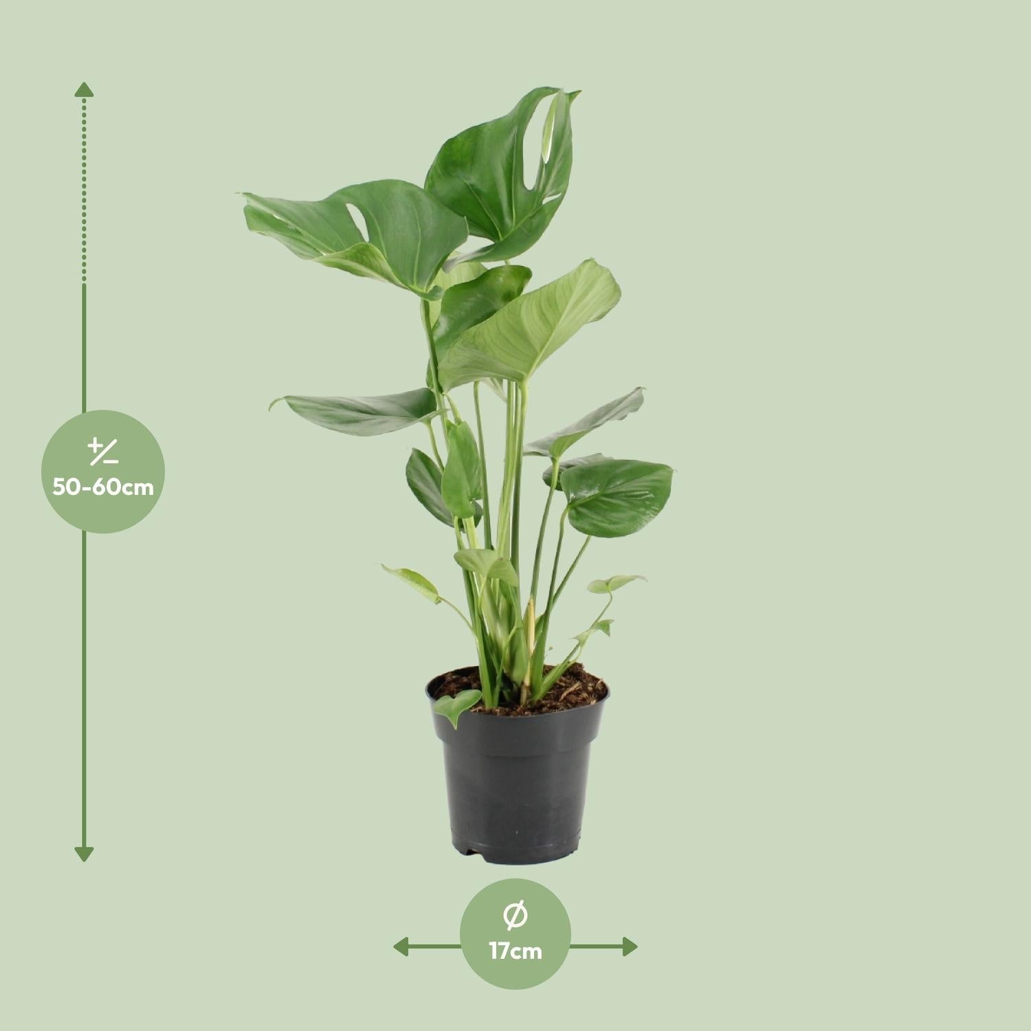 green-guardia-monstera-deliciosa-fensterblatt-60-105-cm image 2