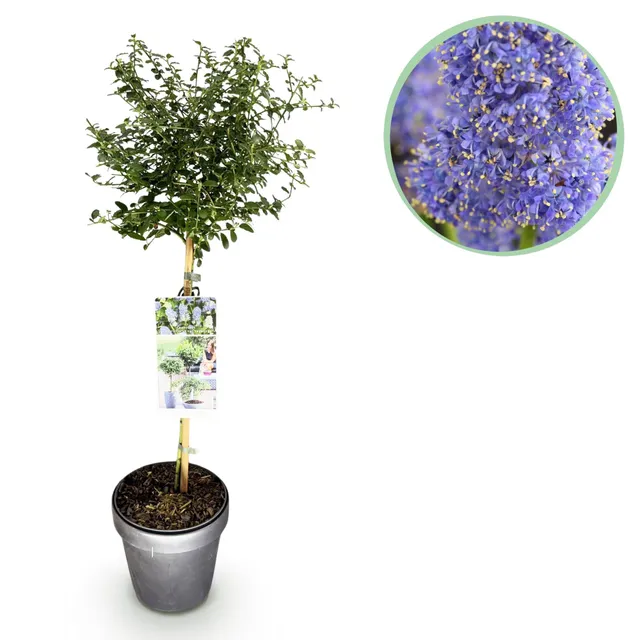 green-guardia-ceanothus-repens-strauch-19cm-topf-lila-blau image 1