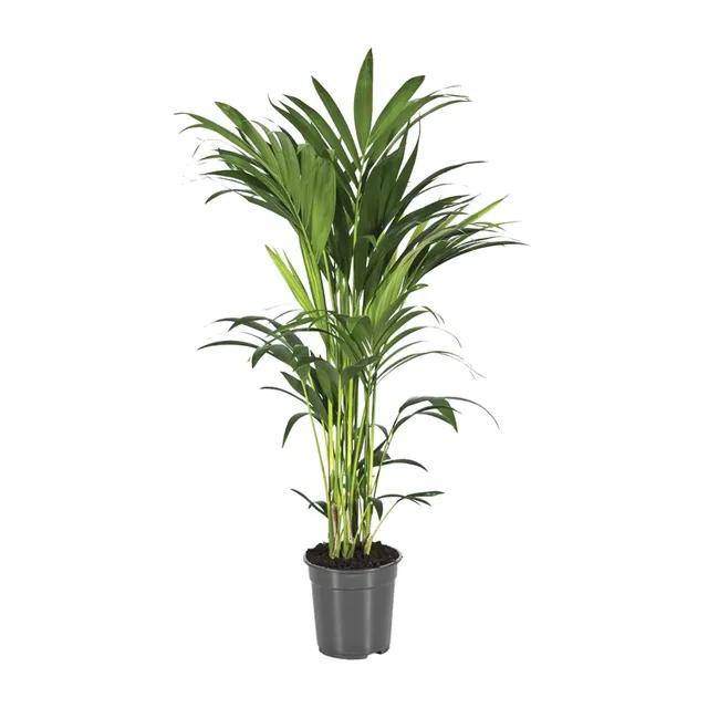 green-guardia-unsere-pflanzen-howea-kentia-palme-110cm-21cm-topf image 1