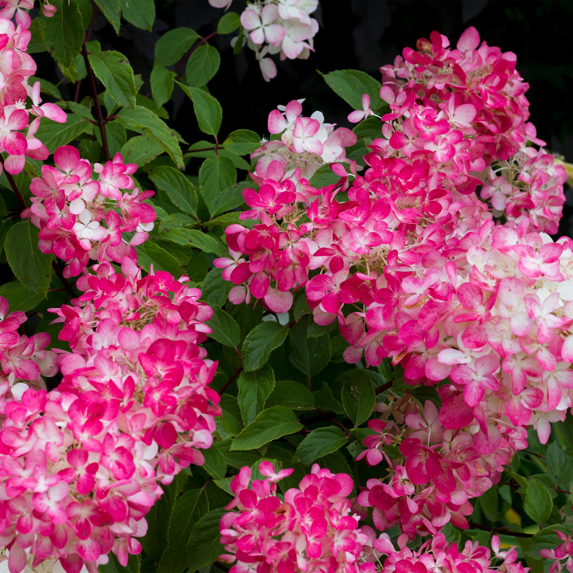 green-guardia-pink-diamond-rispenhortensie-17cm-winterhart image 3