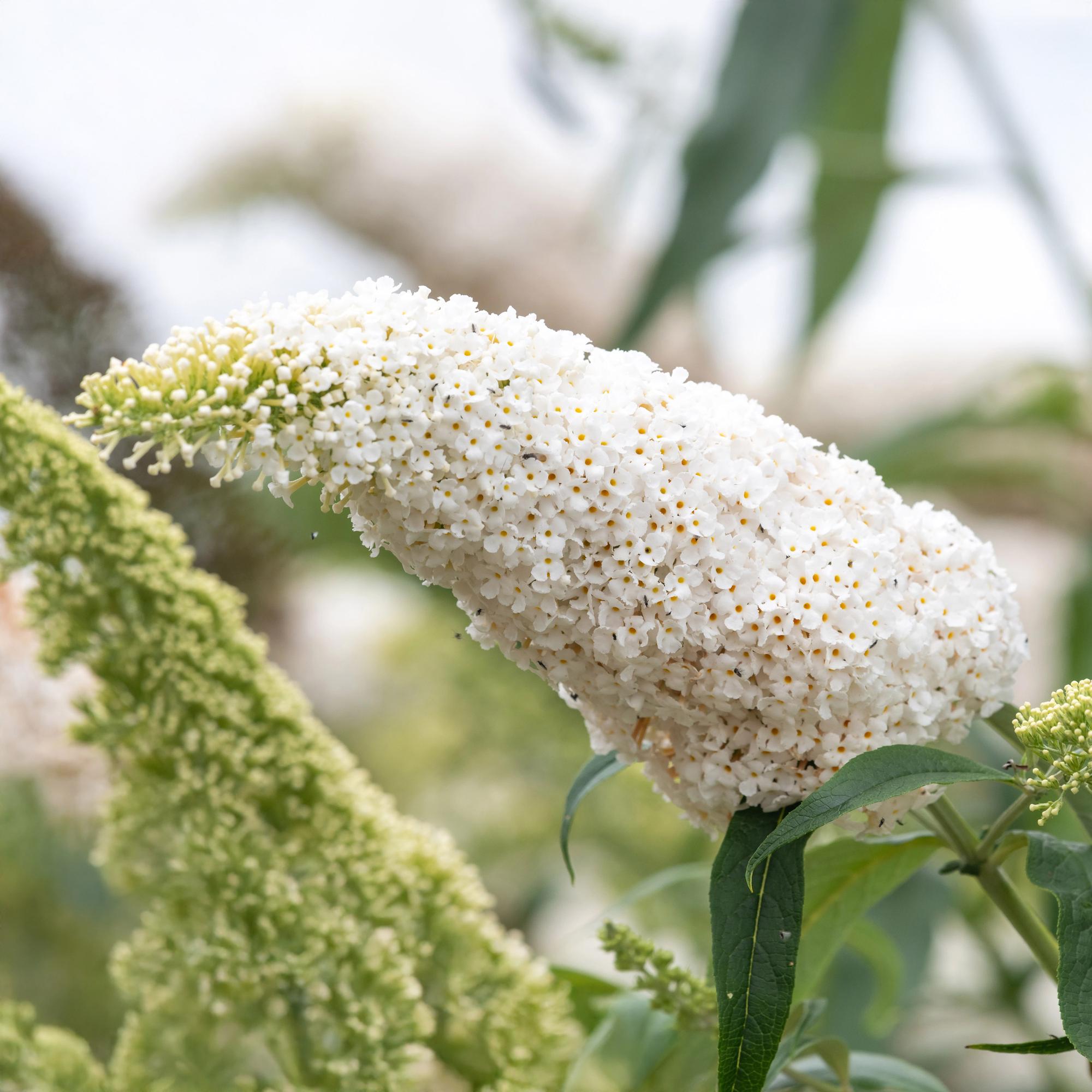 green-guardia-unsere-pflanzen-white-profusion-strauch-17cm-wei image 3