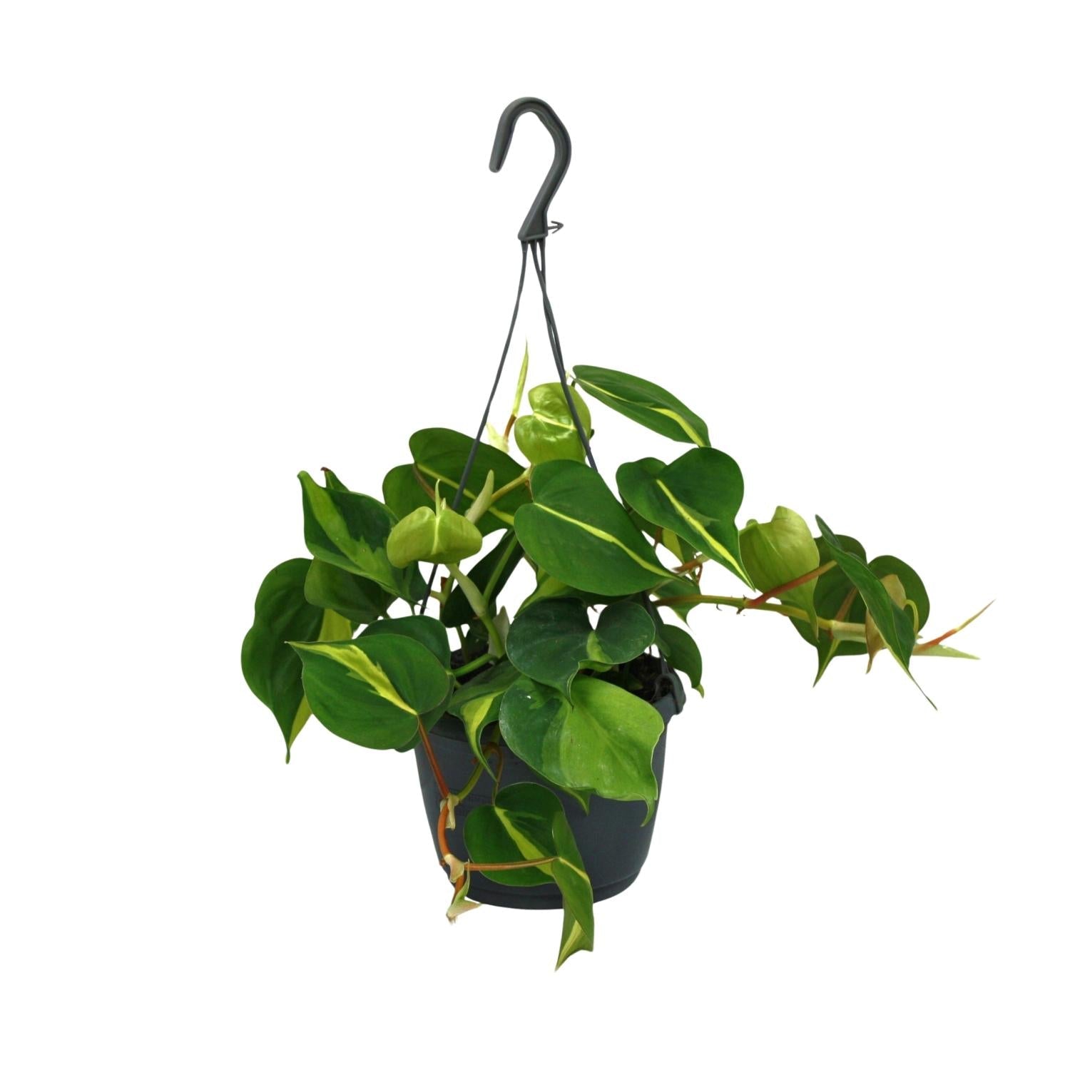 green-guardia-philodendron-scandens-brasil-zimmerpflanze-12cm-pflegeleicht image 1