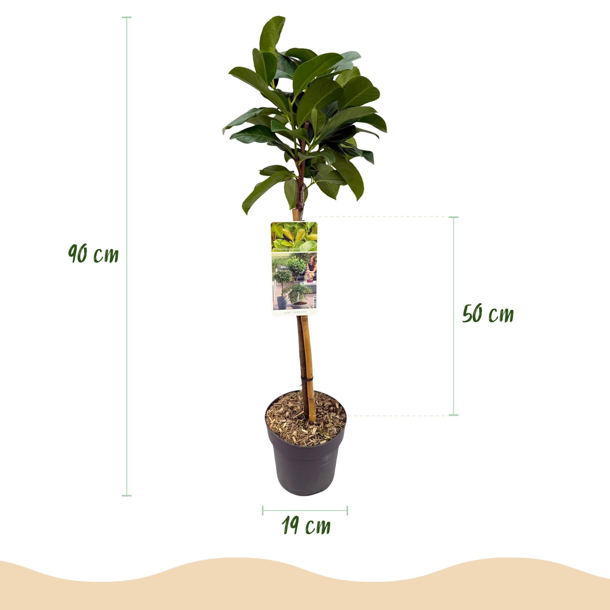 green-guardia-etna-kirschlorbeer-90-cm-19-cm-topf-immergr-n image 2
