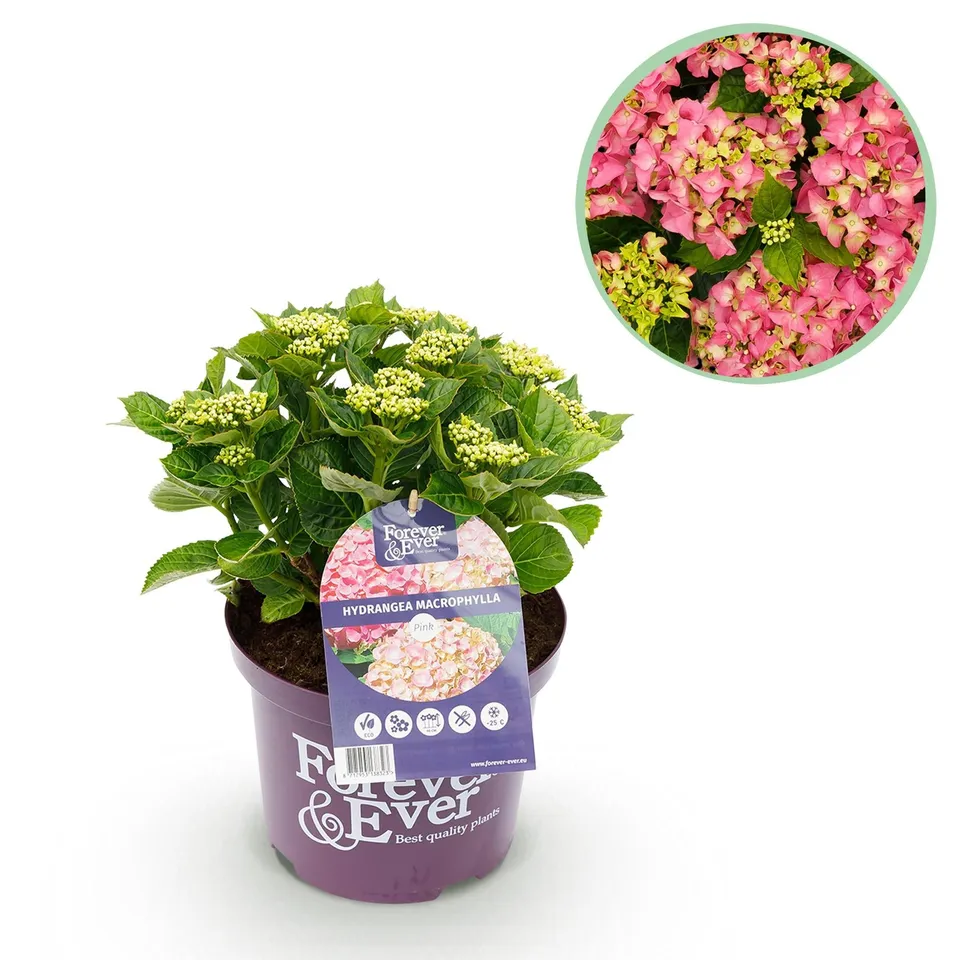 green-guardia-forever-ever-hortensie-rosa-1-pflanze-23-cm-topf image 1