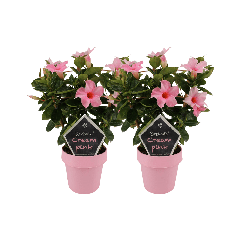 green-guardia-mandevilla-sundaville-cream-pink-kletterpflanze-2-st-ck image 1