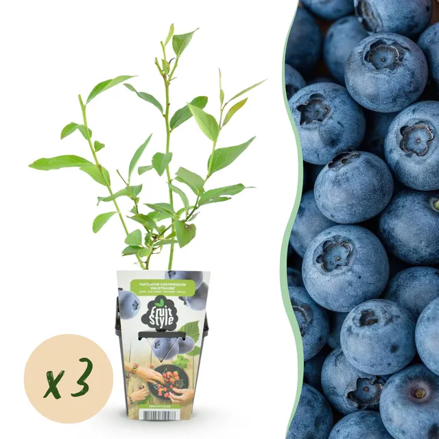 green-guardia-blaubeere-goldtraube-obstpflanze-9cm-3x image 1