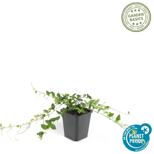 green-guardia-vinca-minor-alba-immergr-n-9-cm-12-pflanzen image 1