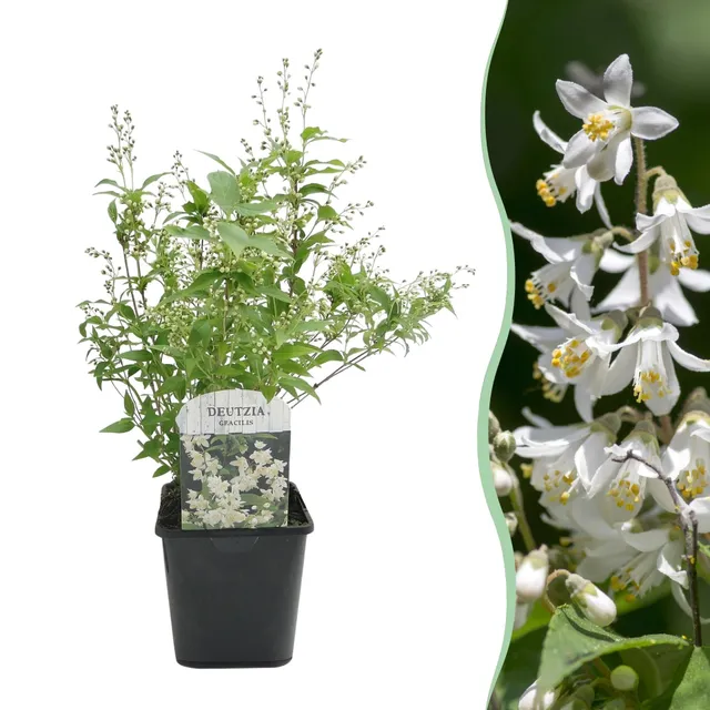 green-guardia-unsere-pflanzen-deutzia-gracilis-zierstrauch-45-cm-wei image 1