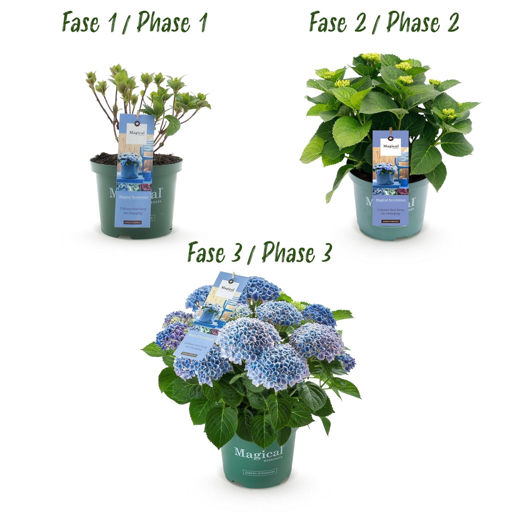 green-guardia-unsere-pflanzen-hydrangea-magical-revolution-hortensie-1x-blau image 4