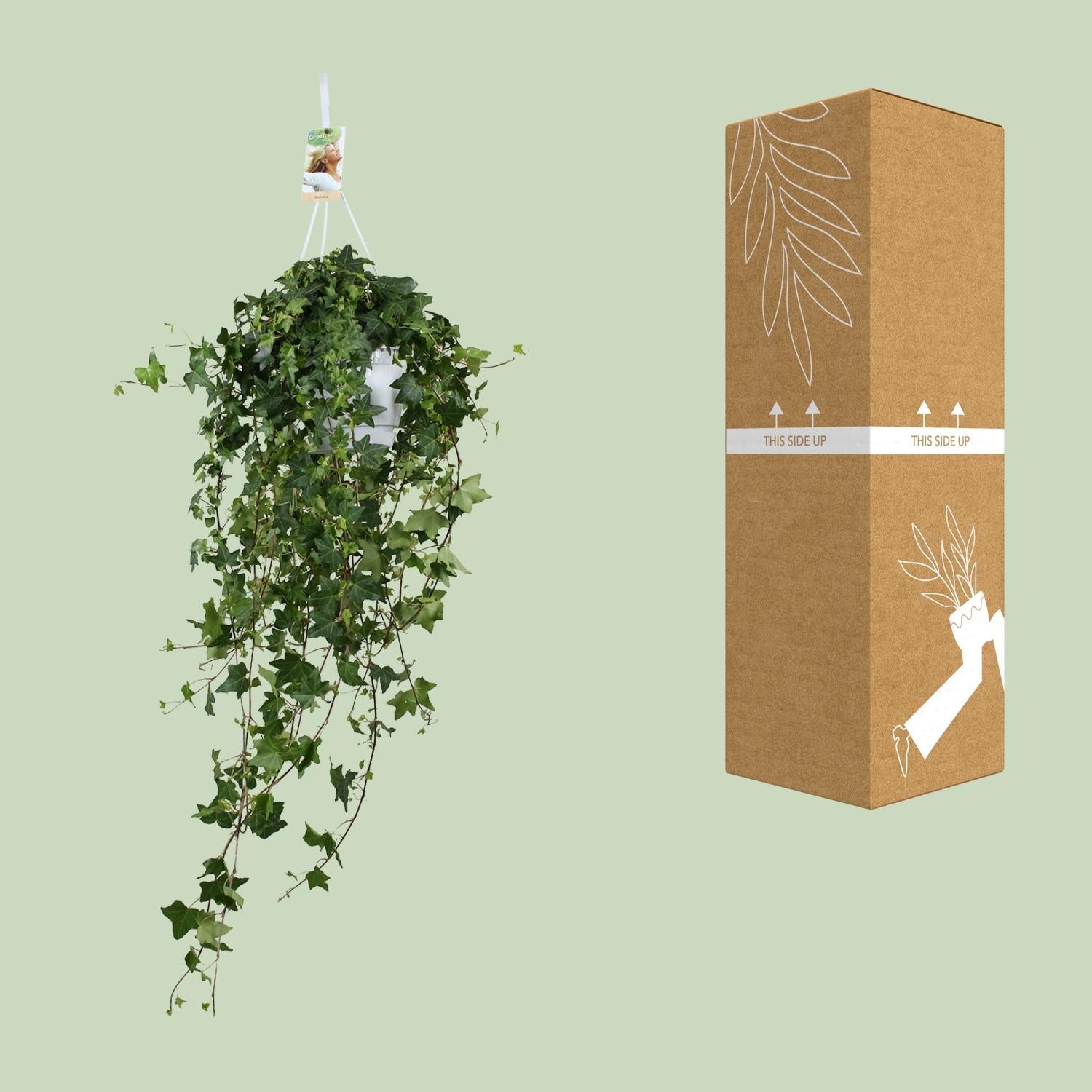 green-guardia-pitsburg-efeu-h-ngepflanze-50-cm image 3