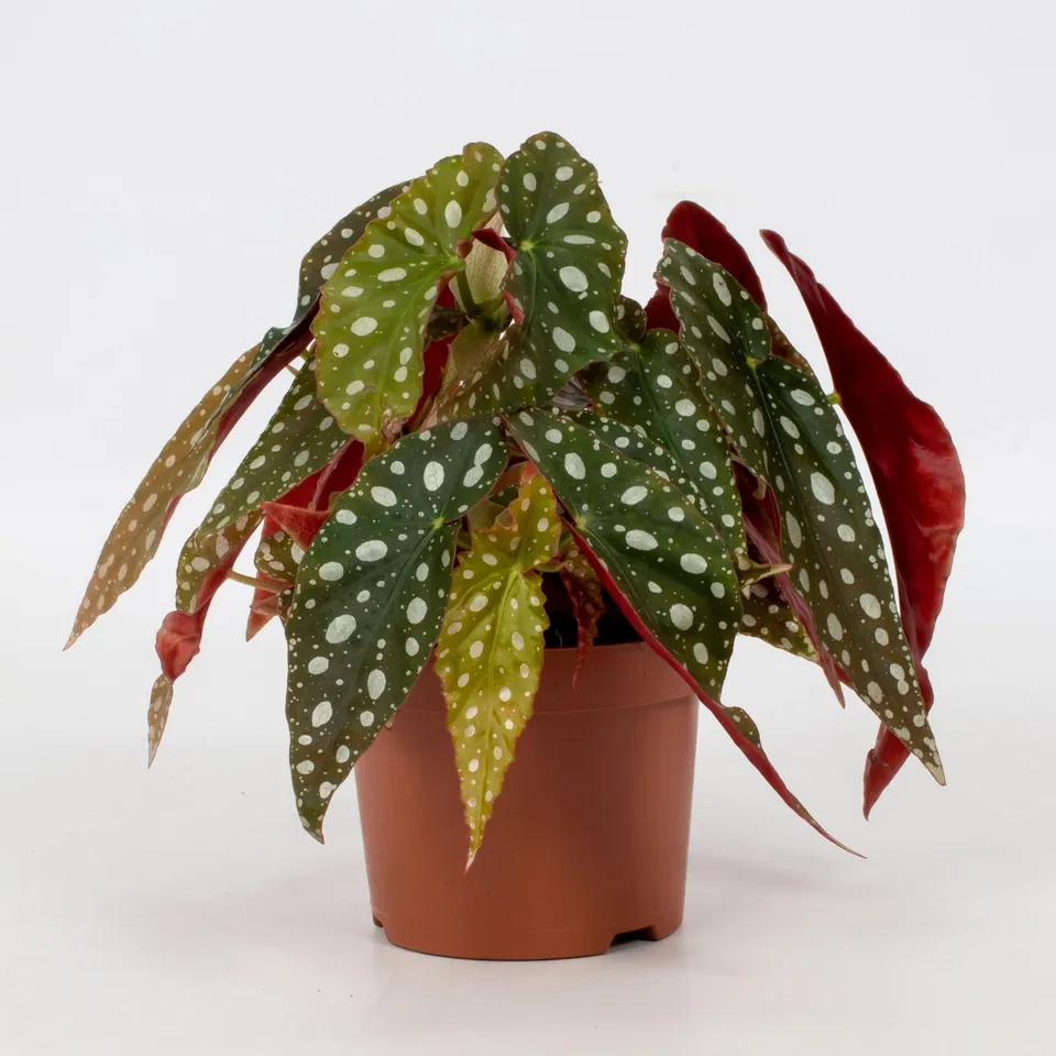 green-guardia-begonia-maculata-wightii-12-cm-topf image 1