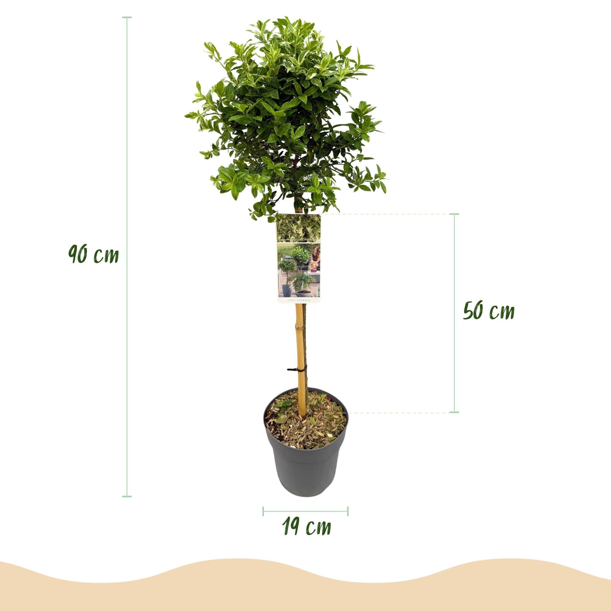 green-guardia-unsere-pflanzen-harlequin-euonymus-stamm-19cm-topf image 2