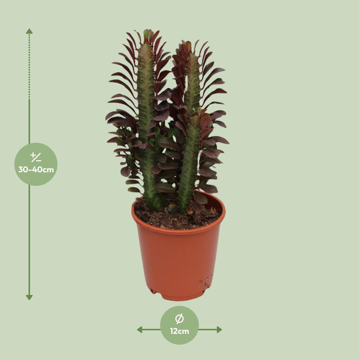 green-guardia-euphorbia-trigona-rubra-milchbaum-40cm-pflegeleicht image 2