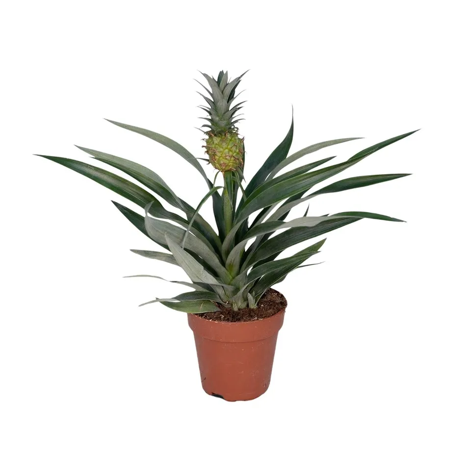 green-guardia-bromelia-ananas-zierananas-zimmerpflanze-30cm image 1