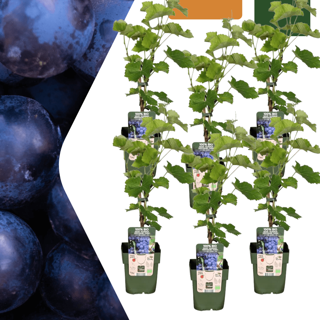 green-guardia-weinrebe-bio-kletterpflanze-3-pflanzen image 3
