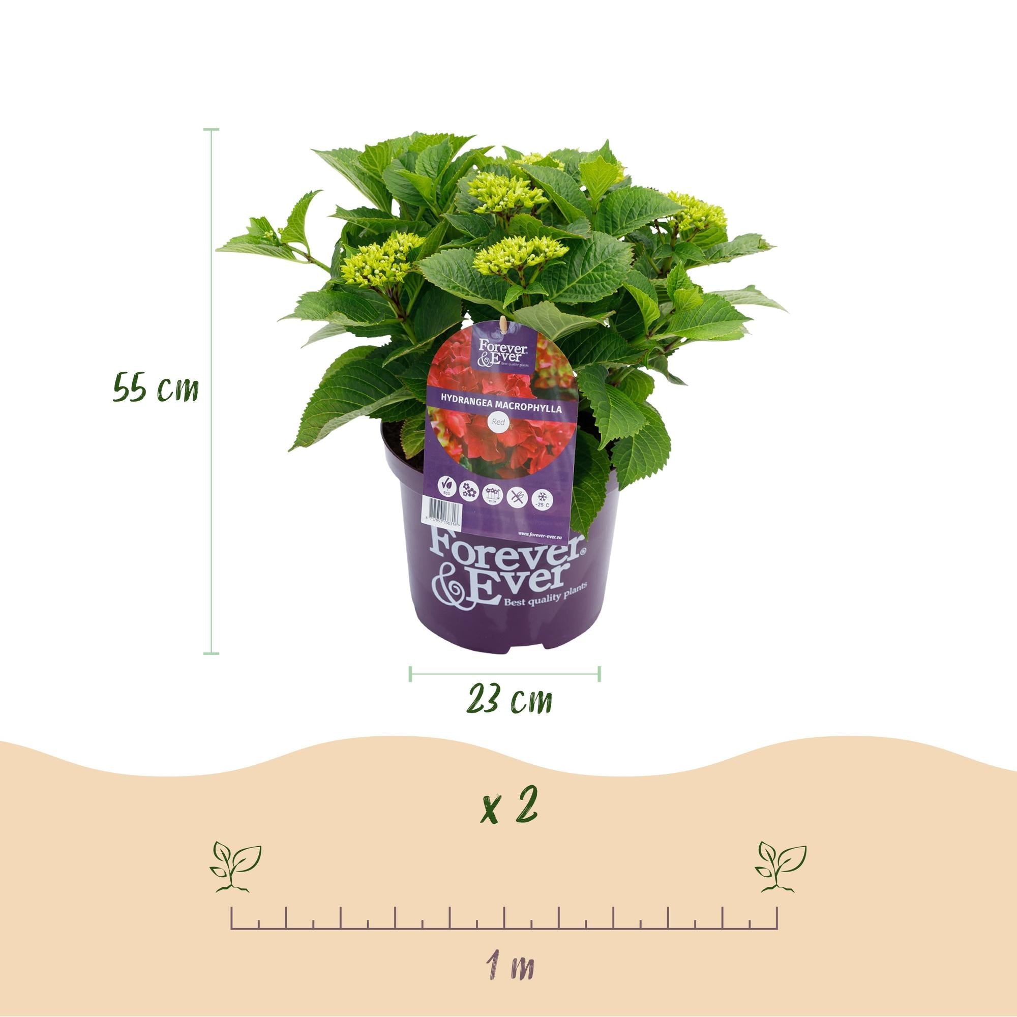 green-guardia-forever-ever-rote-hortensie-balkonpflanze-23cm image 2