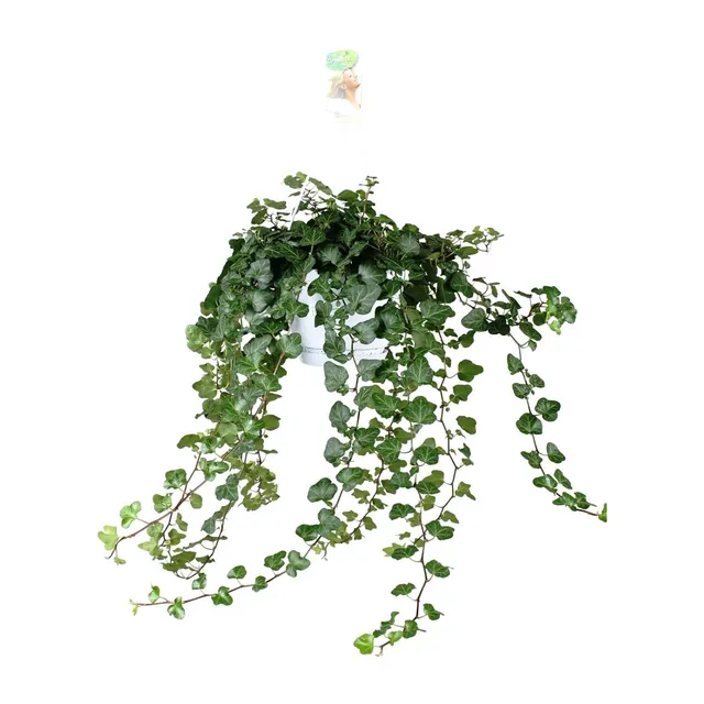 green-guardia-unsere-pflanzen-hedera-wonder-green-efeu-17cm-50cm-gr-n image 1