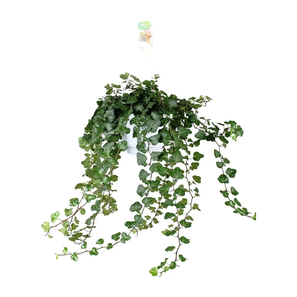 green-guardia-unsere-pflanzen-hedera-wonder-green-efeu-17cm-50cm-gr-n image 1