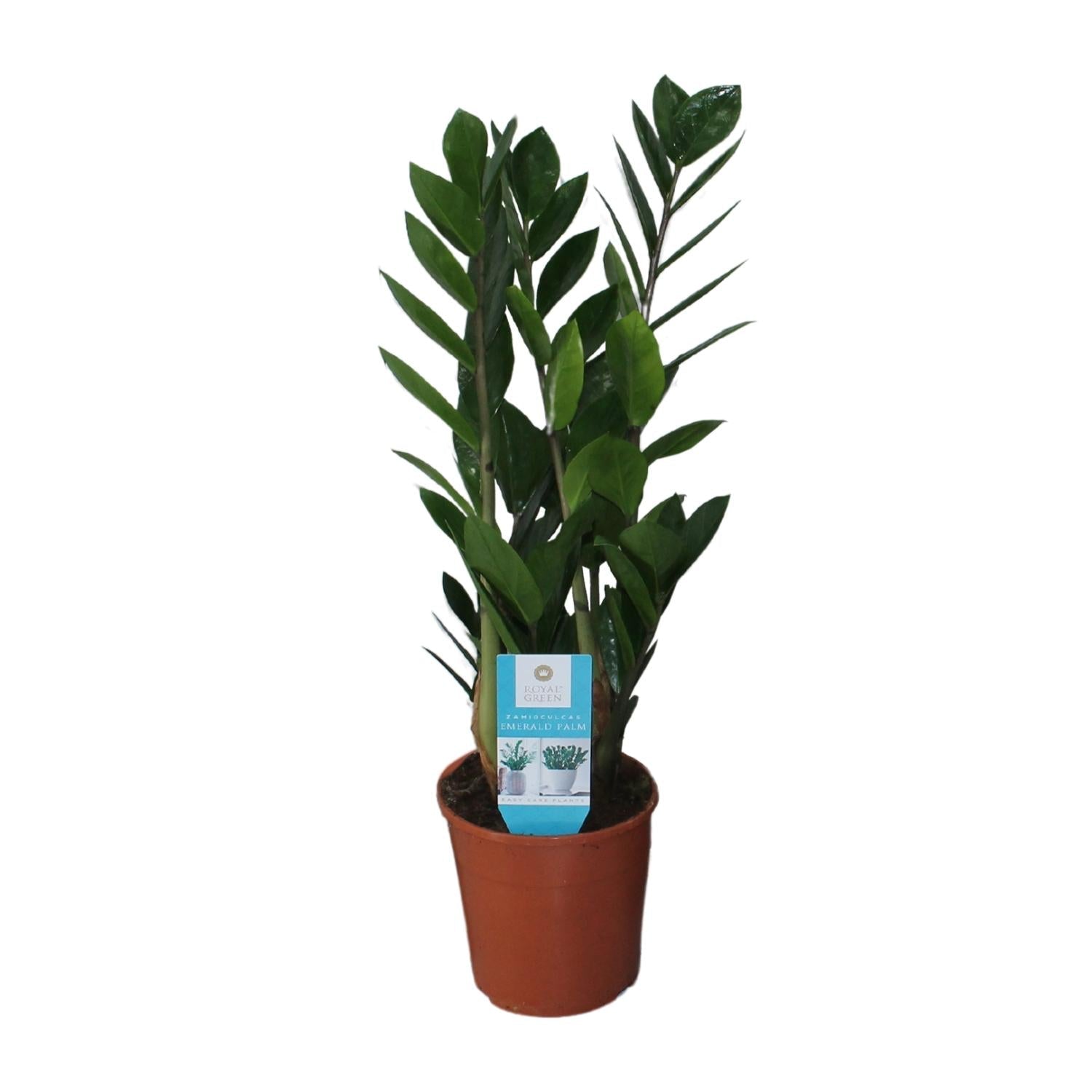 green-guardia-zamioculcas-zamiifolia-gl-cksfeder-40-95cm image 1