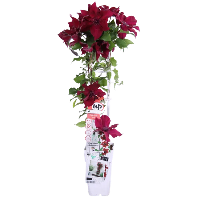 green-guardia-clematis-nubia-kletterpflanze-rot-15-cm-topf image 1