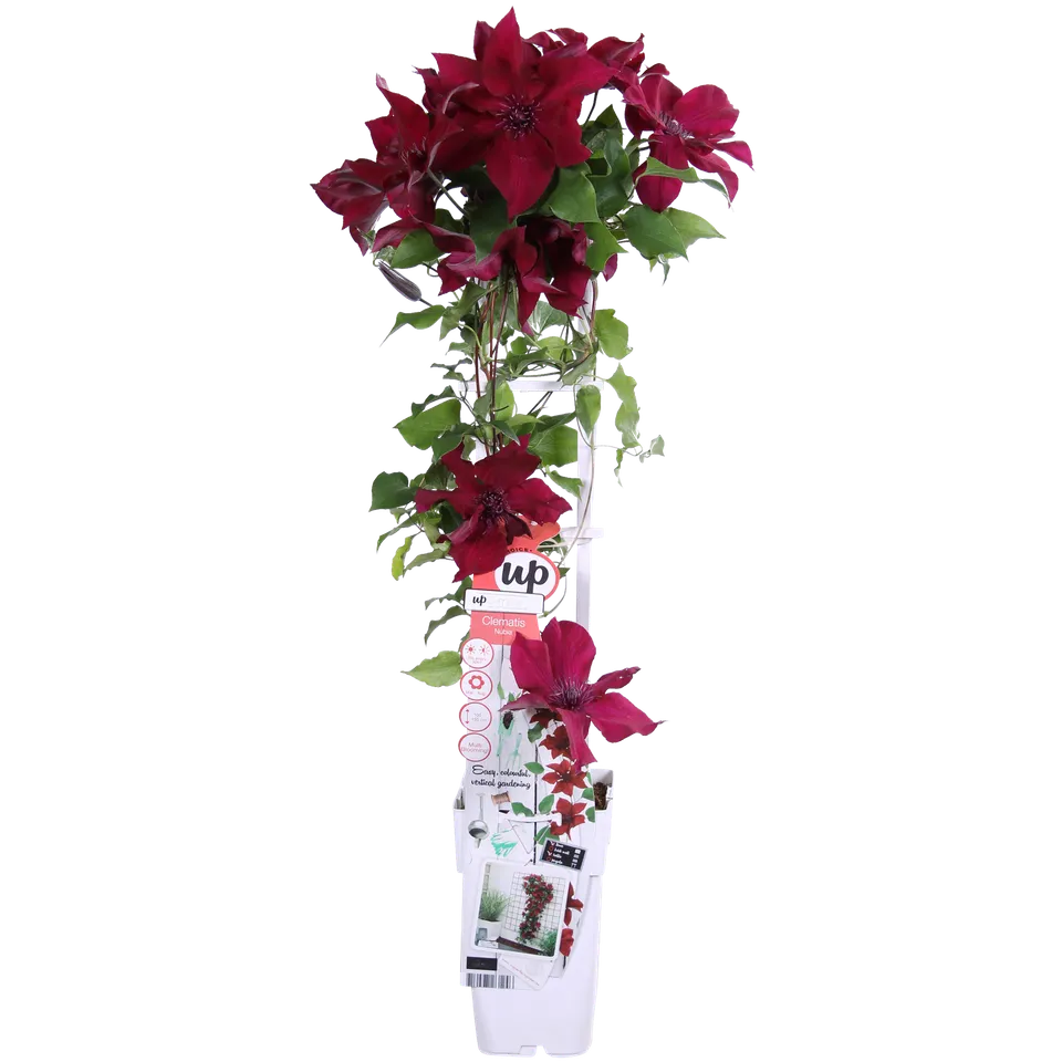 green-guardia-clematis-nubia-kletterpflanze-rot-15-cm-topf image 1