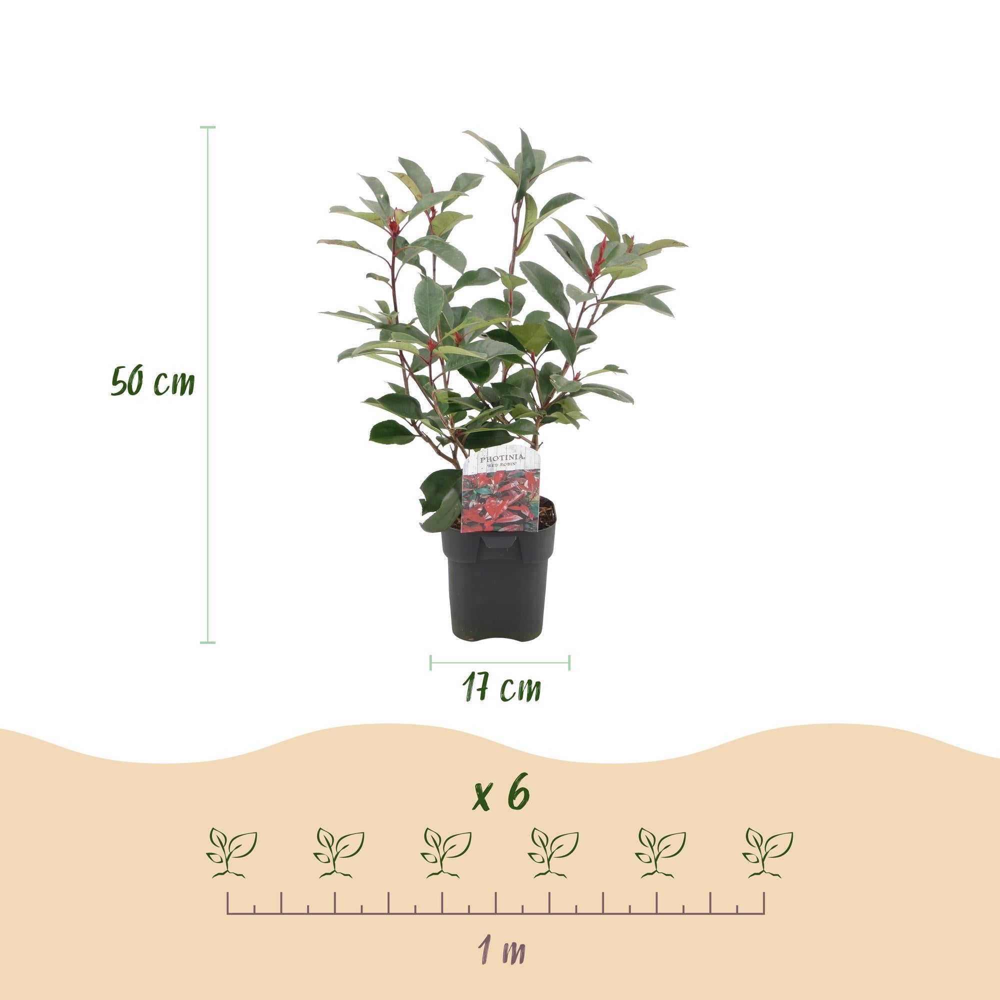 green-guardia-photinia-red-robin-glanzmispel-hecke-6-pflanzen-50cm image 2