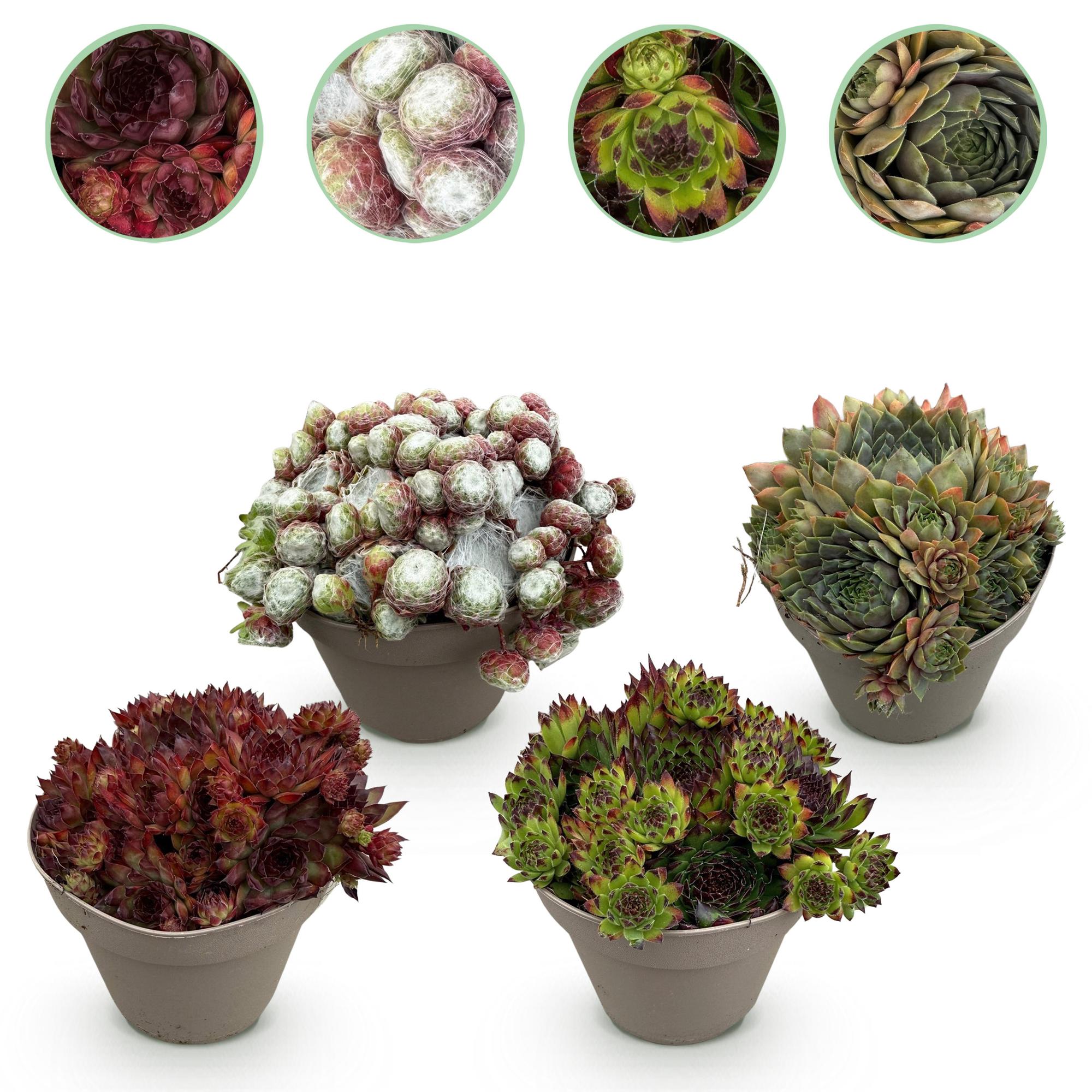green-guardia-big-sam-sempervivum-bodendecker-4-pflanzen-winterhart image 1