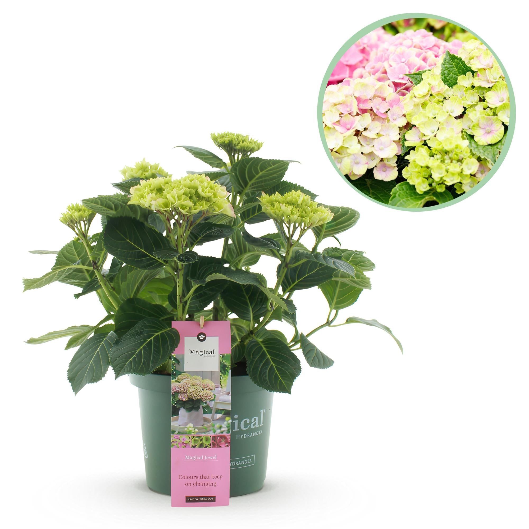 green-guardia-hydrangea-magical-jewel-pink-hortensie-rosa image 1