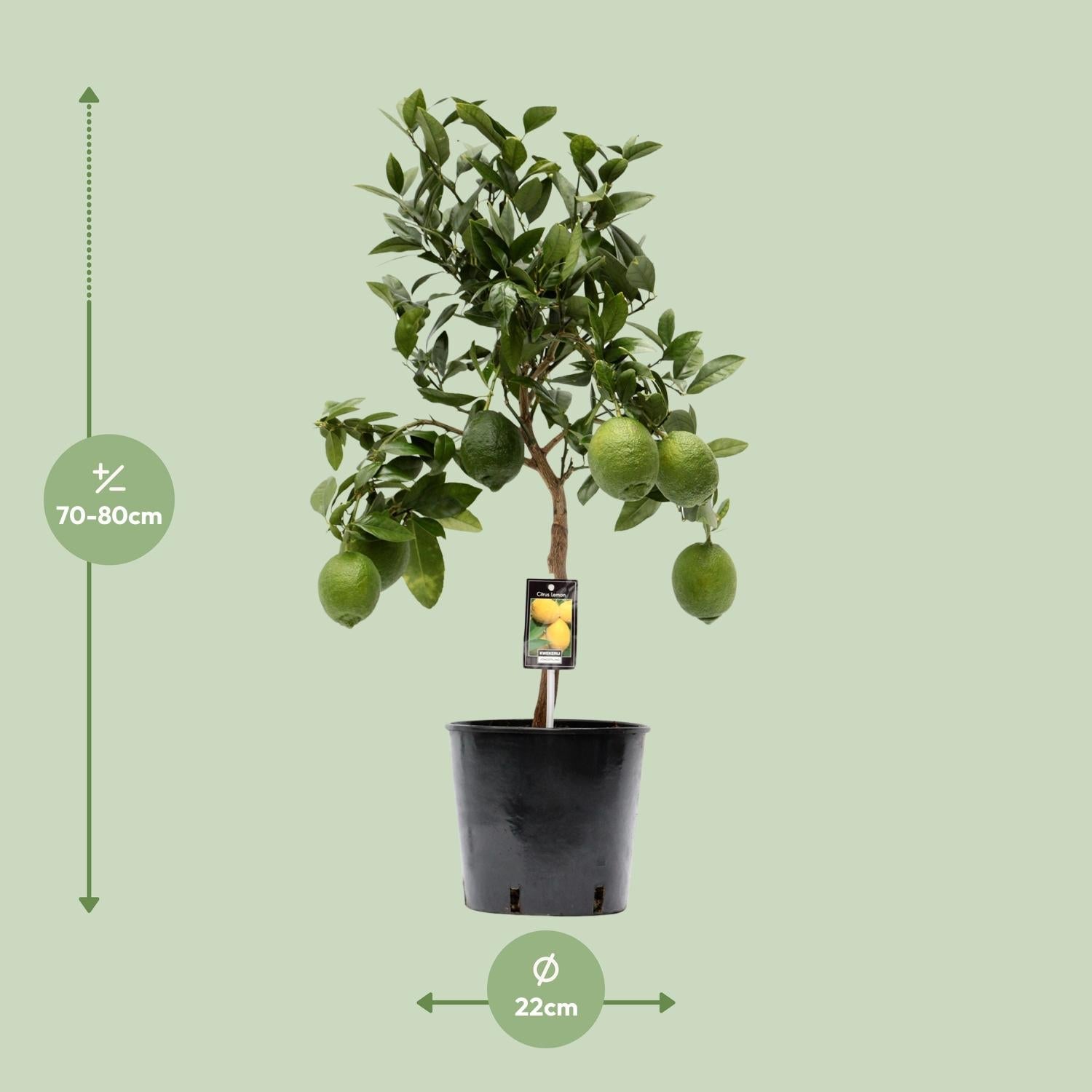 green-guardia-citrus-lemon-zitronenbaum-35-80cm-duft image 4