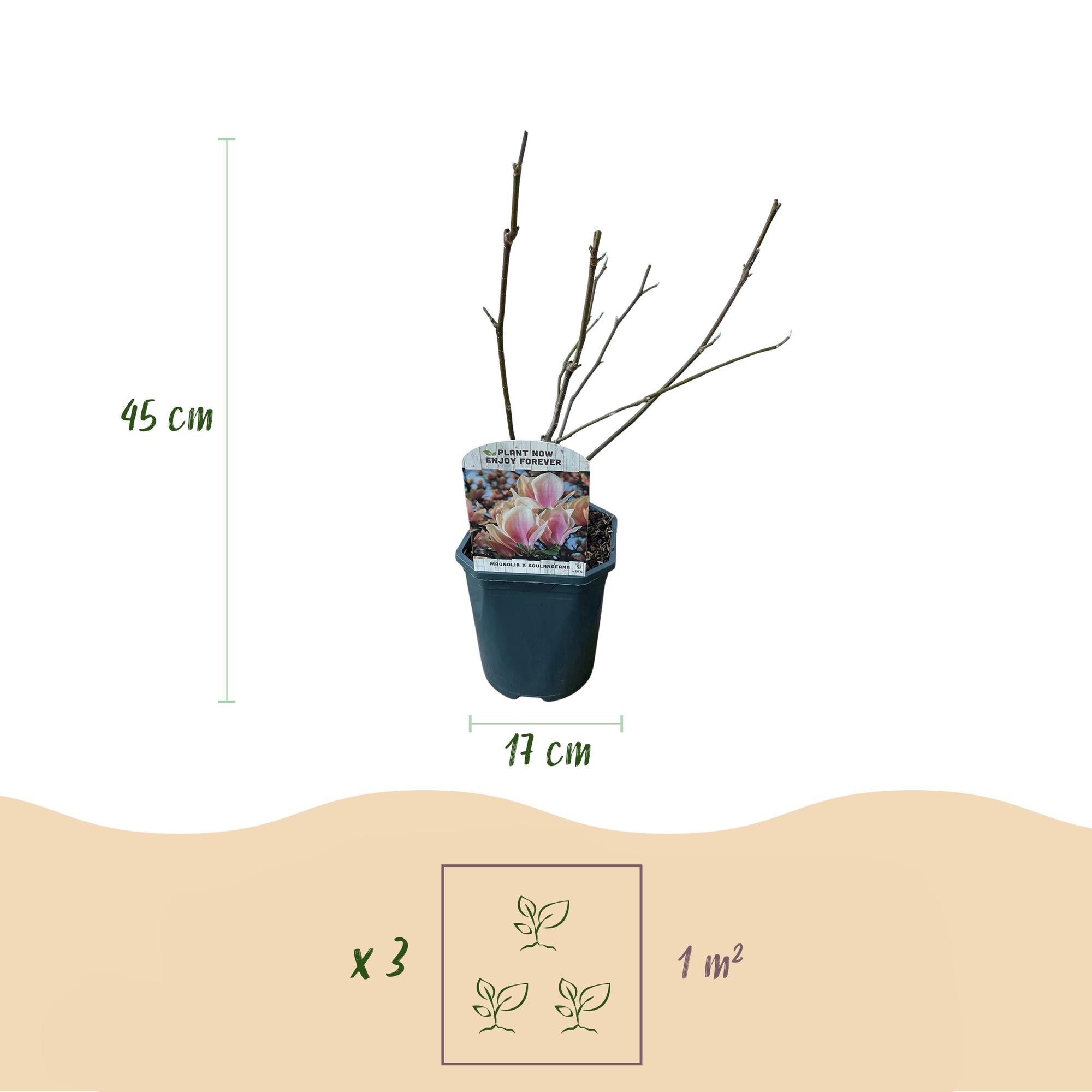 green-guardia-magnolia-soulangiana-hellrosa-17cm-topf image 2