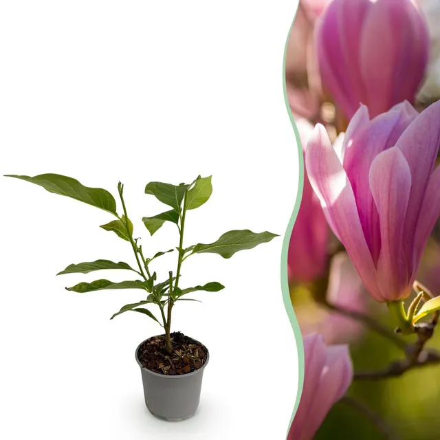 green-guardia-magnolia-heaven-scent-bl-tenstrauch-12cm image 1