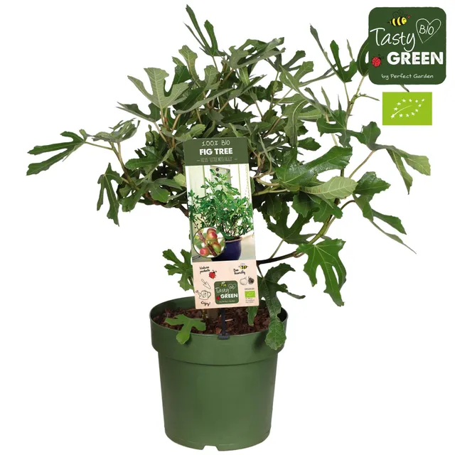 green-guardia-feigenbaum-little-miss-figgy-bio-50-cm-kompakt image 1