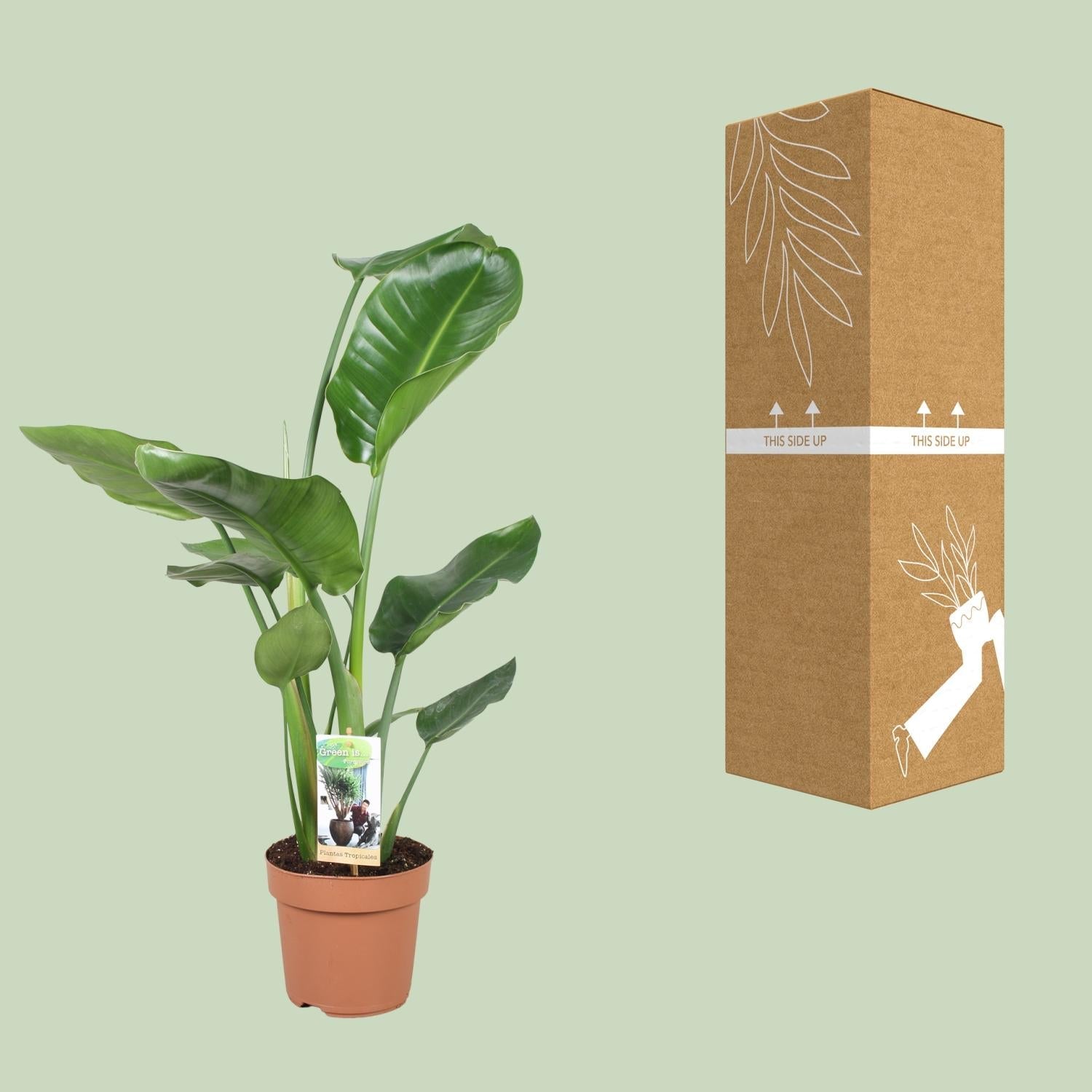 green-guardia-unsere-pflanzen-strelitzia-nicolai-zimmerpflanze-60cm-pflegeleicht image 2
