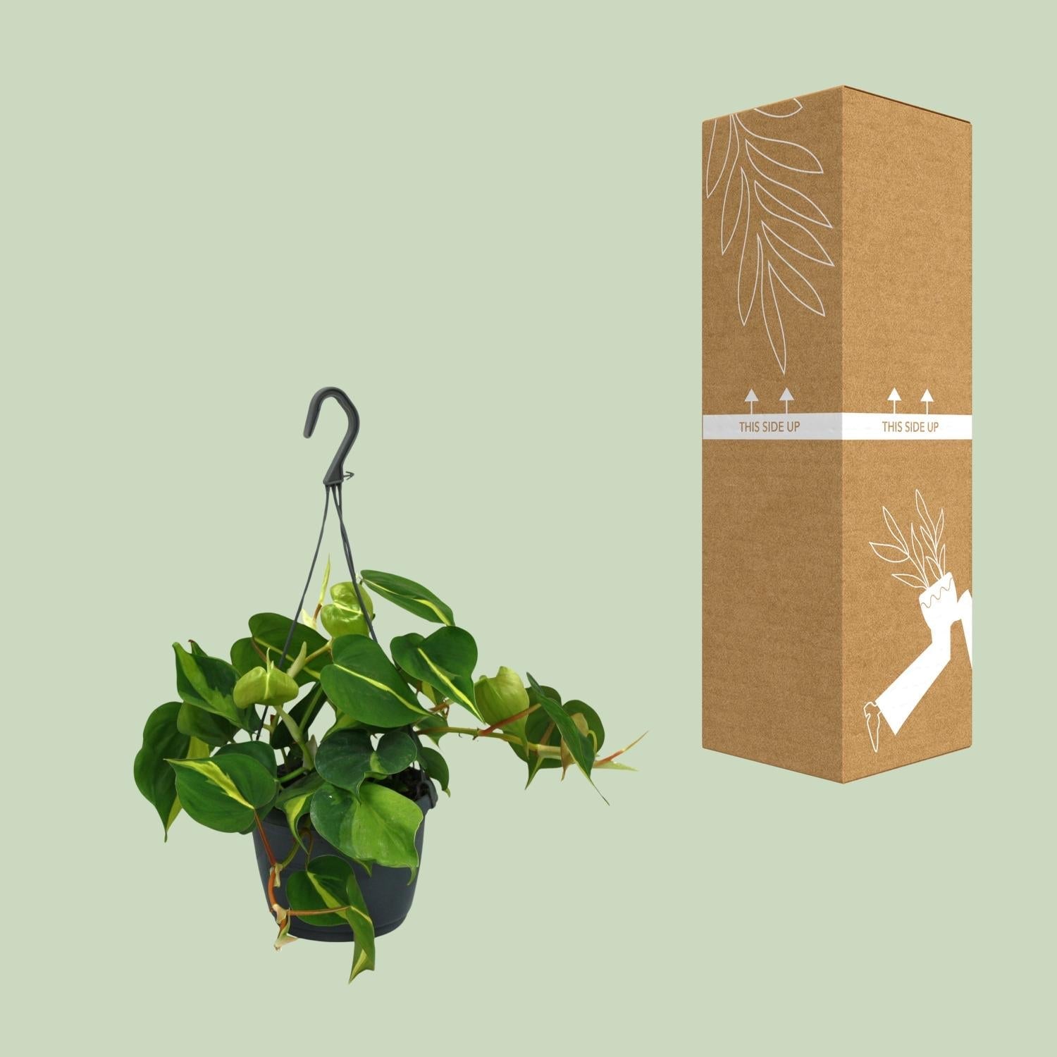 green-guardia-philodendron-scandens-brasil-zimmerpflanze-12cm-pflegeleicht image 3