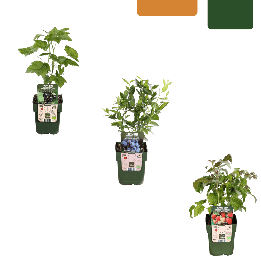 green-guardia-unsere-pflanzen-fr-chte-party-obstpflanzen-mix-3-sorten-bio image 1