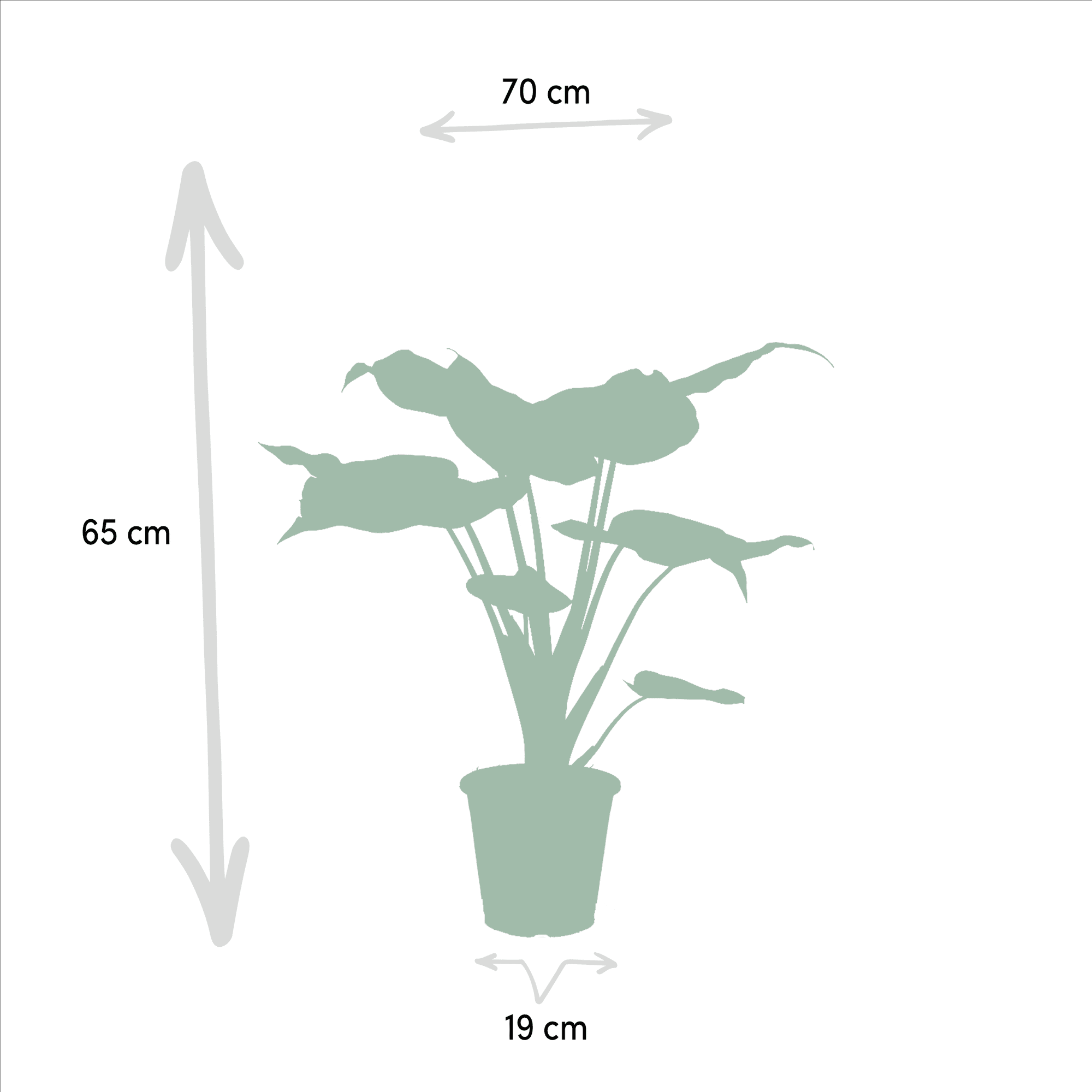 green-guardia-alocasia-zebrina-zimmerpflanze-19cm-3er-set image 2