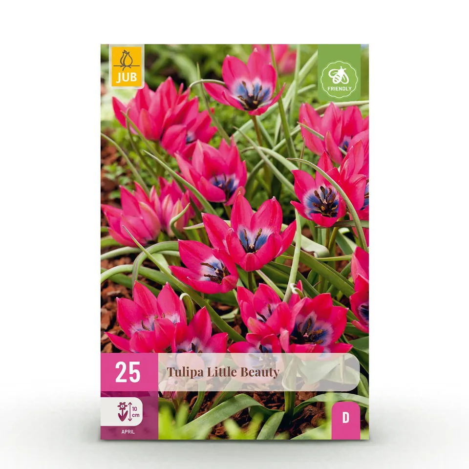 green-guardia-tulpe-little-beauty-blumenzwiebeln-25-st-ck-rosa image 1