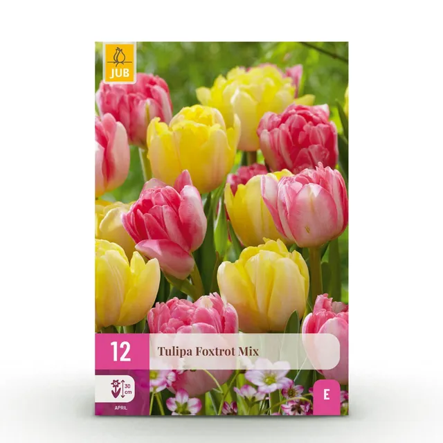 green-guardia-unsere-pflanzen-foxtrot-mix-tulpe-blumenzwiebeln-12-st-ck image 1