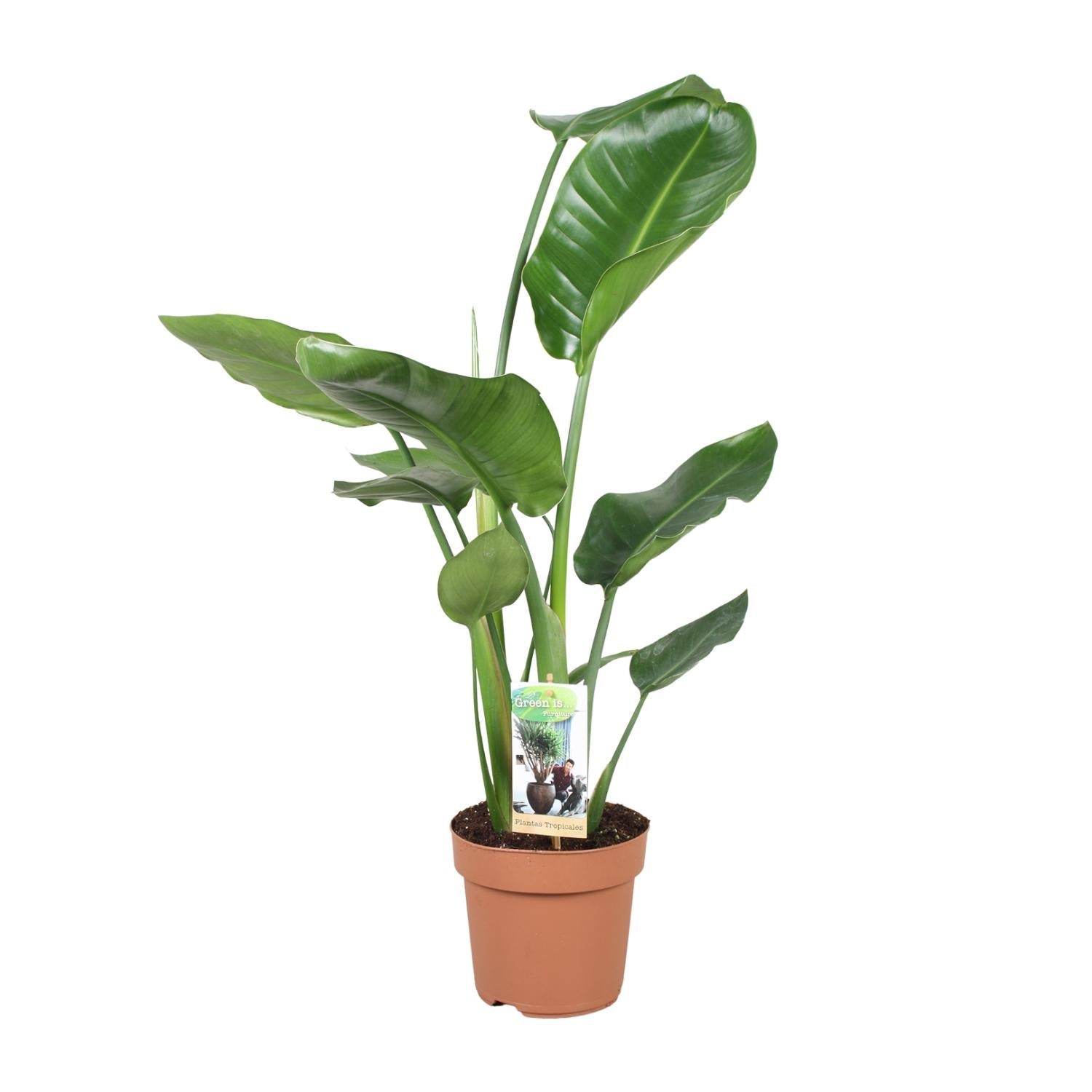 green-guardia-unsere-pflanzen-strelitzia-nicolai-zimmerpflanze-60cm-pflegeleicht image 1