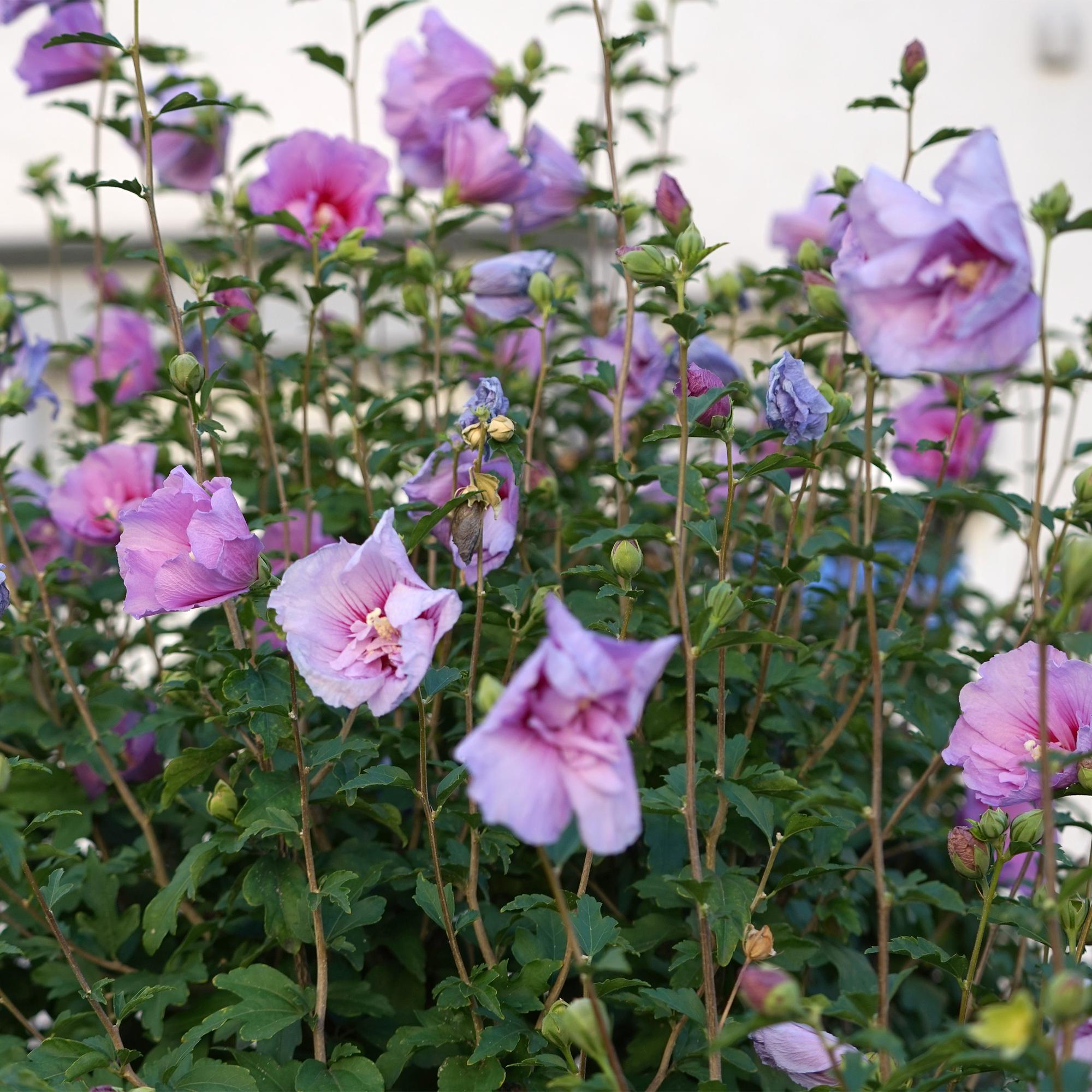 green-guardia-unsere-pflanzen-lavender-chiffon-hibiskus-stamm image 4