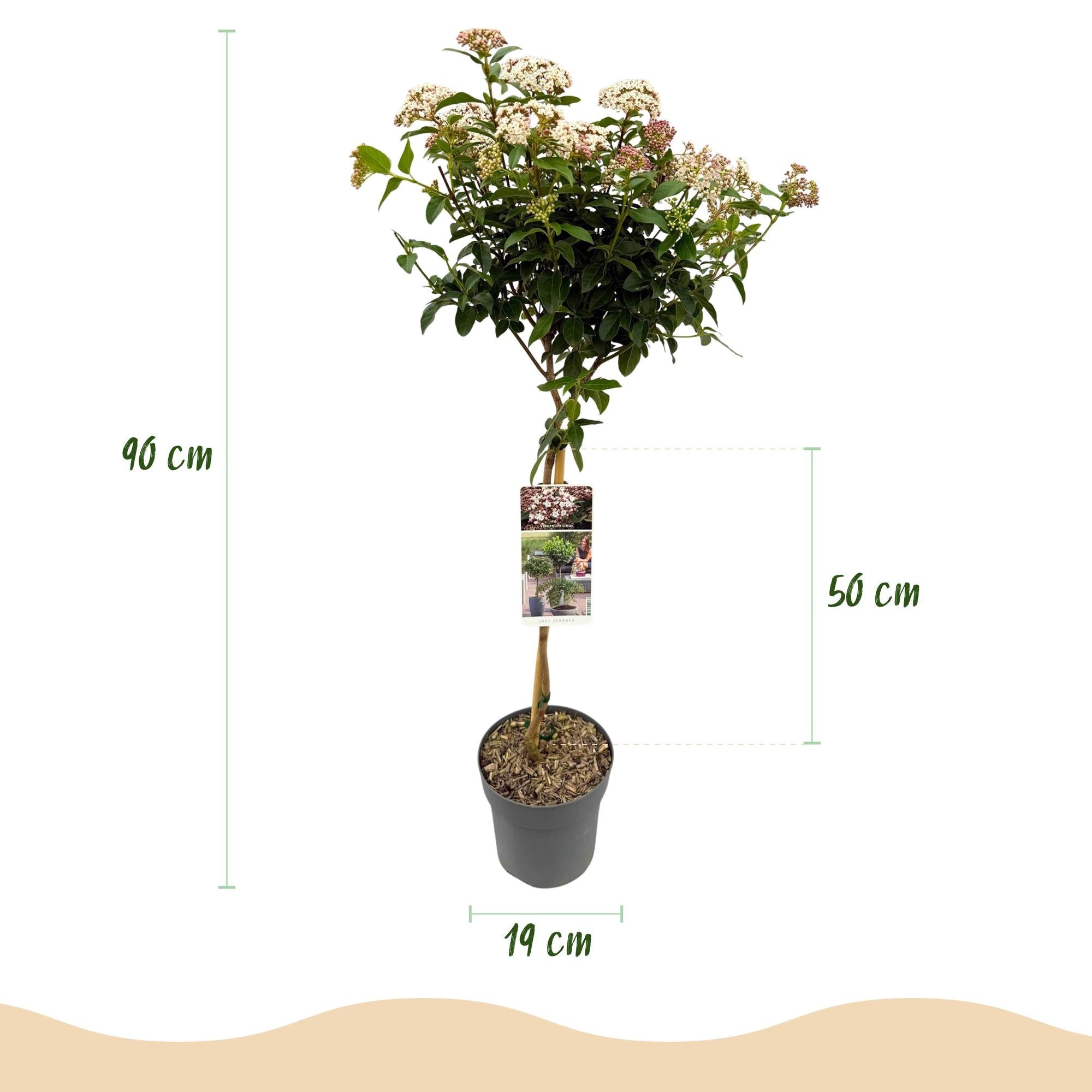green-guardia-unsere-pflanzen-viburnum-tinus-eve-price-stamm-90cm-winterhart image 2