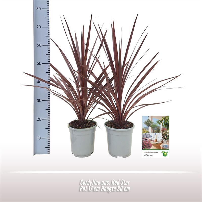 green-guardia-cordyline-red-star-palme-17cm-rotes-laub image 1