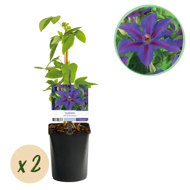 green-guardia-clematis-mrs-n-thompson-kletterpflanze-2x-11cm-rosa image 1