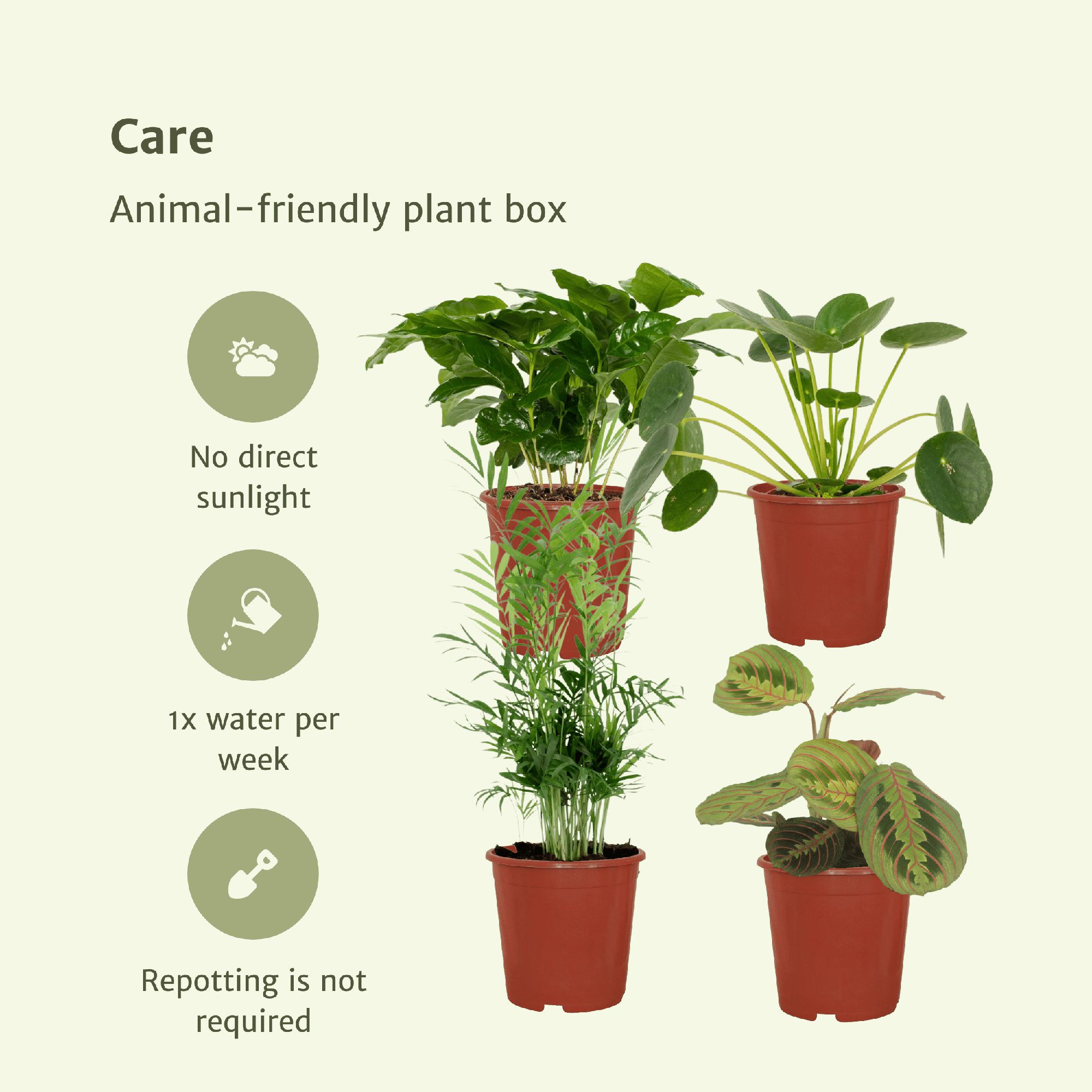 green-guardia-unsere-pflanzen-tierfreundliche-pflanzenbox-4-pflanzen image 3