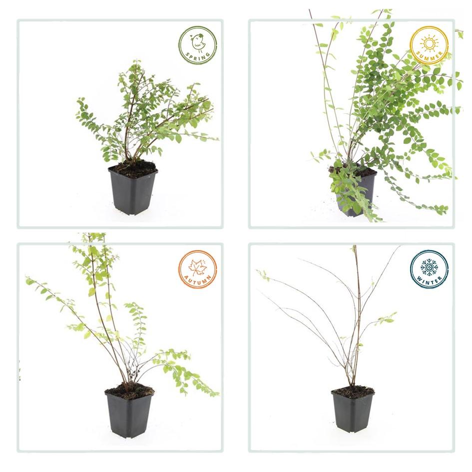 green-guardia-hancock-symphoricarpos-bodendecker-9cm-topf image 3